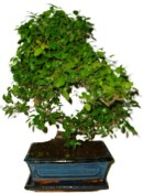 Pokojová bonsai - Sagerethia thea 452kwe
