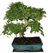 Zelkova 374 - pokojové bonsaje 