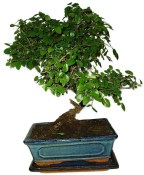 Pokojová bonsai - Sagerethia thea 452kwe