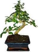 Pokojová bonsaj Carmona microphylla - čaj fuki 378