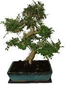 Zelkova 374 - pokojové bonsaje 