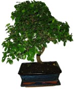 Pokojová bonsai - Sagerethia thea 452kwe