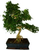 Caragona spinosa - čínský pepř 371 - bonsai