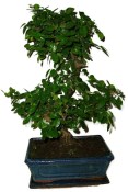 Pokojová bonsai - Sagerethia thea 452kwe