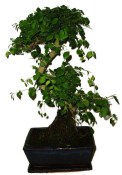 Ligustrum chinensis ptačí zob 433kwe