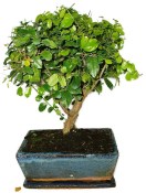 Pokojová bonsai - Sagerethia thea 452kwe