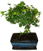 Pokojová bonsai - Sagerethia thea 452kwe