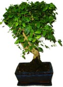 Ligustrum chinensis ptačí zob 433kwe