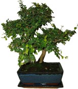 Pokojová bonsai - Sagerethia thea 367