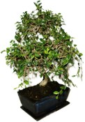 Zelkova 450kwe - pokojové bonsaje 