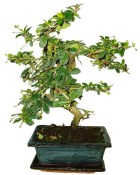 Pokojová bonsaj Carmona microphylla - čaj fuki 162