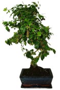 Ligustrum chinensis ptačí zob 433kwe