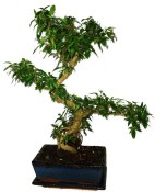 Serissa foetida - strom tísíce hvězd 386