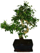 Ligustrum chinensis ptačí zob 433kwe