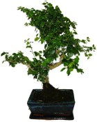 Ligustrum chinensis ptačí zob 433kwe