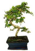 Pokojová bonsaj Carmona microphylla - čaj fuki 162