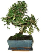 Zelkova 450kwe - pokojové bonsaje 
