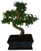 Zelkova 389 - pokojové bonsaje 