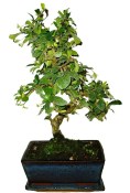 Pokojová bonsaj Carmona microphylla - čaj fuki 162
