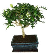 Ficus retusa - fíkovník - bonsai 441kwe