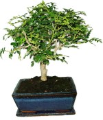 Ficus retusa - fíkovník - bonsai 441kwe