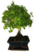Pokojová bonsai - Sagerethia thea 367