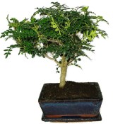 Ficus retusa - fíkovník - bonsai 441kwe
