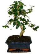 Pokojová bonsaj Carmona microphylla - čaj fuki 385