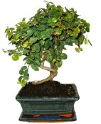 Pokojová bonsai - Sagerethia thea 367