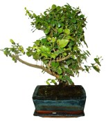 Pokojová bonsai - Sagerethia thea 367