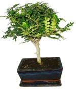 Ficus retusa - fíkovník - bonsai 441kwe