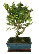 Pokojová bonsai - Sagerethia thea 367