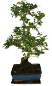 Pokojová bonsai - Sagerethia thea 301
