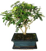 Ficus retusa - fíkovník - bonsai 441kwe