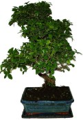 Pokojová bonsai - Sagerethia thea 452kwe