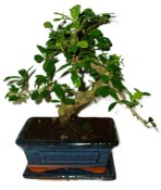 Pokojová bonsaj Carmona microphylla - čaj fuki 385