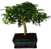 Ficus retusa - fíkovník - bonsai 441kwe