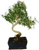 Serissa foetida - strom tísíce hvězd 145