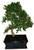 Zelkova 450kwe - pokojové bonsaje 