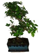 Pokojová bonsai - Sagerethia thea 301