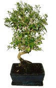Serissa foetida - strom tísíce hvězd 145