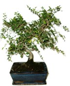 Zelkova 450kwe - pokojové bonsaje 