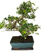 Pokojová bonsai - Sagerethia thea 301