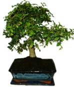 Zelkova 403kwe - pokojové bonsaje 