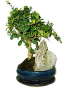 Pokojová bonsaj Carmona microphylla - čaj fuki 385