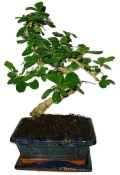 Pokojová bonsaj Carmona microphylla - čaj fuki 385