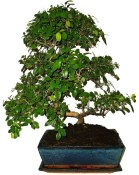Pokojová bonsai - Sagerethia thea 367