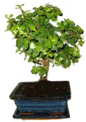 Tlustice - Portulacaria Afra 405kwe