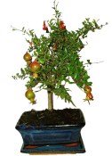 Punica granatum - granátové jablíčko 214