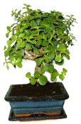 Tlustice - Portulacaria Afra 406kwe